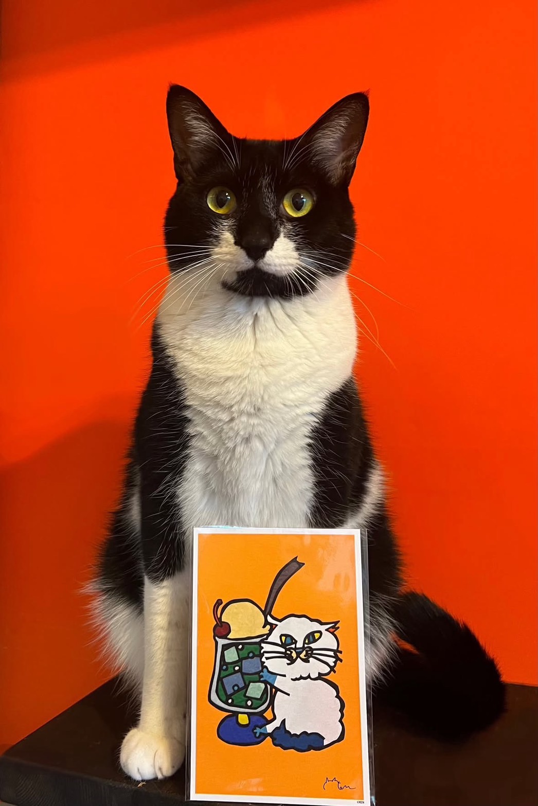 猫とKENのイラスト作品