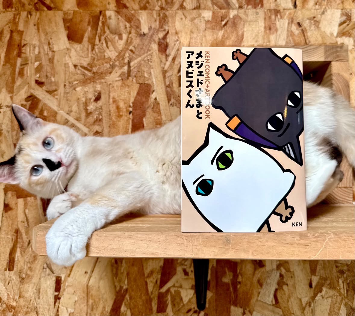 KENの書籍『メジェドさま』と猫