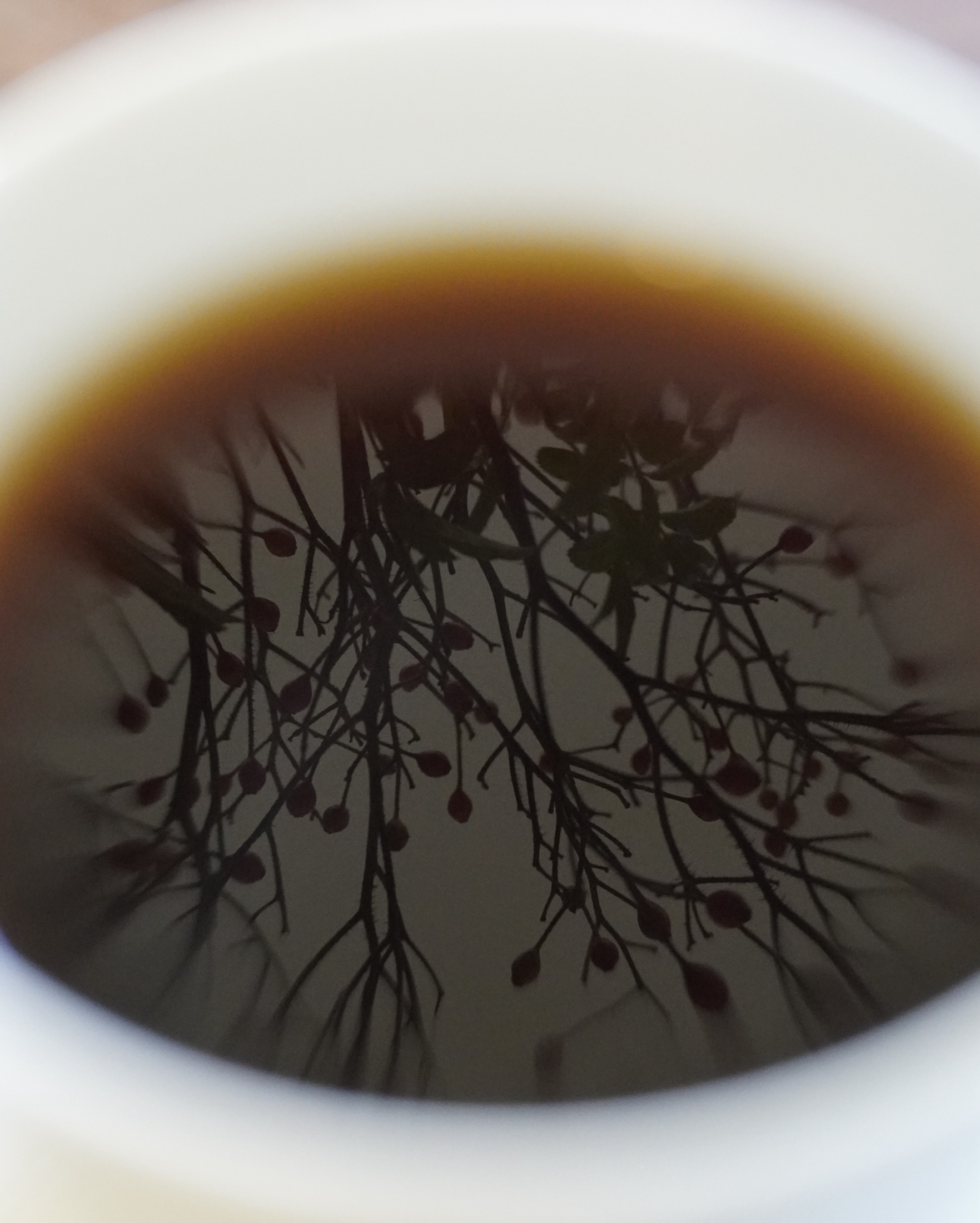 植物が水面に映る一杯のコーヒー