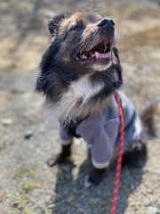 犬の写真