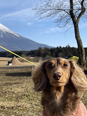 犬の写真